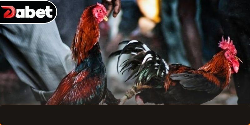 Những sai lầm cần tránh khi cá cược gà