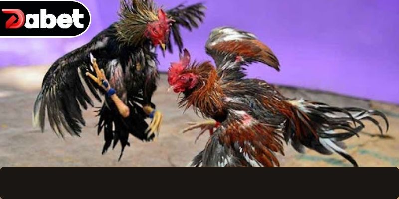 Giới thiệu tổng quan về đá gà thomo chuyên nghiệp