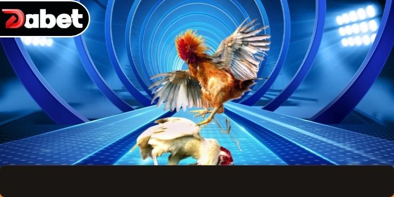 Ưu điểm khi tham gia cược gà đá online